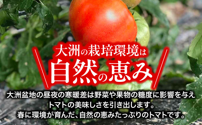 【先行予約】【4月中旬から順次発送】訳ありトマト 桃太郎ネクスト 5〜6個入り（約2kg未満） 愛媛県大洲市/にのみや農園 トマト とまと tomato 野菜 旬野菜 春夏野菜 [AGDG008]