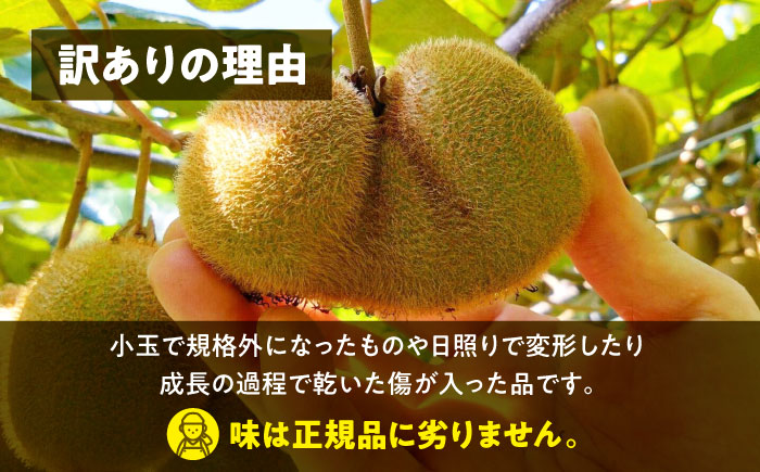 【先行予約】【11月中旬から順次発送】【訳あり】自然の恵みをまるごと享受！キウイフルーツ3kg（25から30玉）愛媛県大洲市/工房きこり キウイ グリーンキウイ ヘイワード きうい フルーツ 果物 [AGCV006]