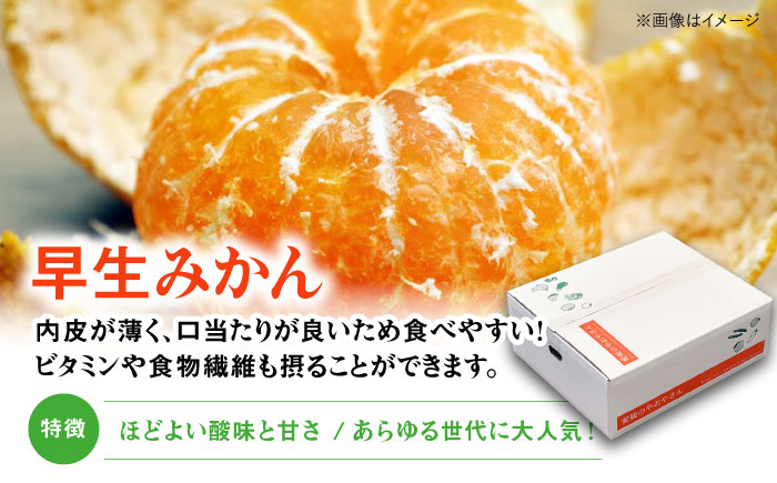 【贈答用】 早生みかん 5kg　愛媛県大洲市/有限会社西山青果 早生みかん 温州みかん みかん 果物 ギフト フルーツ [AGAR008]