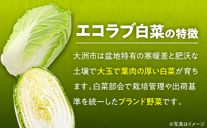 エコラブ白菜 約10kg（1箱）　愛媛県大洲市/沢井青果有限会社　白菜 野菜 生野菜 鍋もの野菜 サラダ野菜 [AGBN049]