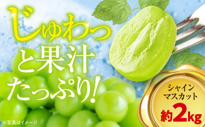 【9月初旬より順次発送】ジュワッと果汁が溢れ出る、家族みんなが笑顔になる。ご家庭用シャインマスカット約2kg（3〜5房）　愛媛県大洲市/沢井青果有限会社 [AGBN006]ぶどう 葡萄 フルーツ 巨峰 タルト 手作りケーキ 果物 スイーツ 甘い デザート 料理 ヨーグルト スムージー