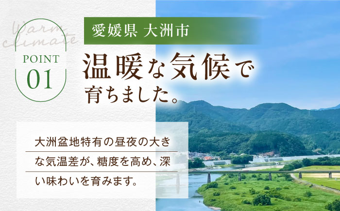 【先行予約】【2026年9月中旬より順次発送】 訳あり シャインマスカット 約2kg（3～5房）シャインマスカット ブドウ 葡萄 果物 フルーツ 愛媛県大洲市/沢井青果有限会社 訳アリ ワケあり わけあり 不揃い [AGBN056]