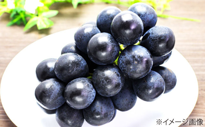 【先行予約】【2026年8月中旬から順次発送】 ニューピオーネ 4から5房 約2kg 愛媛県大洲市/有限会社西山青果　フルーツ 果物 ぶどう ピオーネ [AGAR024]