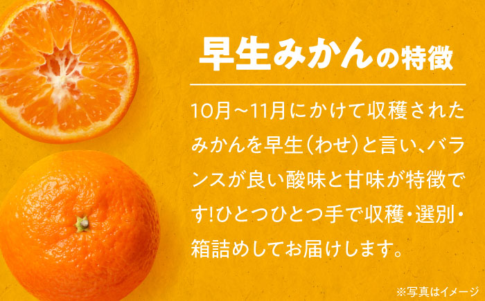 【先行予約】【11月中旬から順次発送】【ちょっと訳あり】 温州みかん 愛媛県産 早生 みかん 10kg 温州みかん 柑橘 みかん 愛媛県大洲市/有限会社カーム/カームシトラス [AGBW007]