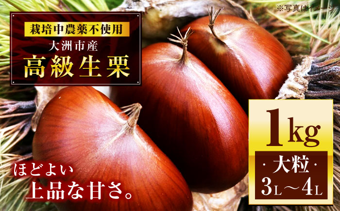 [9月中旬から順次発送]あじさい農園の高級生栗(1kg) 愛媛県大洲市/あじさい農園 [AGAE007]くり クリ モンブラン マロン 秋の味覚 和菓子 栗ご飯 栗ごはん 栗きんとん ケーキ スイーツ クリ 手作りスイーツ素材 おやつ 材料