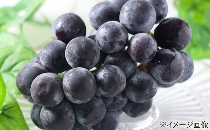 【先行予約】【2026年8月中旬から順次発送】 ニューピオーネ 4から5房 約2kg 愛媛県大洲市/有限会社西山青果　フルーツ 果物 ぶどう ピオーネ [AGAR024]