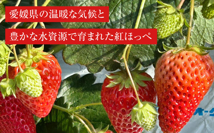 【先行予約】【2025年1月上旬〜から順次発送】自分へのご褒美に！大洲の厳選高級いちご「食べる宝石 紅ほっぺ　24粒×2箱」愛媛県大洲市/有限会社西山青果　フルーツ 果物 苺 いちご イチゴ　大容量 [AGAR002]