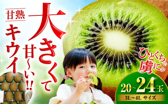 【先行予約】【1月上旬より順次発送】生産量日本一！家族で毎日食べられる！甘熟キウイ　3L〜4Lサイズ（20〜24玉入）　愛媛県大洲市/沢井青果有限会社果物 [AGBN001]キウイ フルーツ かき氷果物 スムージー おやつ ジュース ヨーグルト 手作りスイーツ お菓子作り デザート