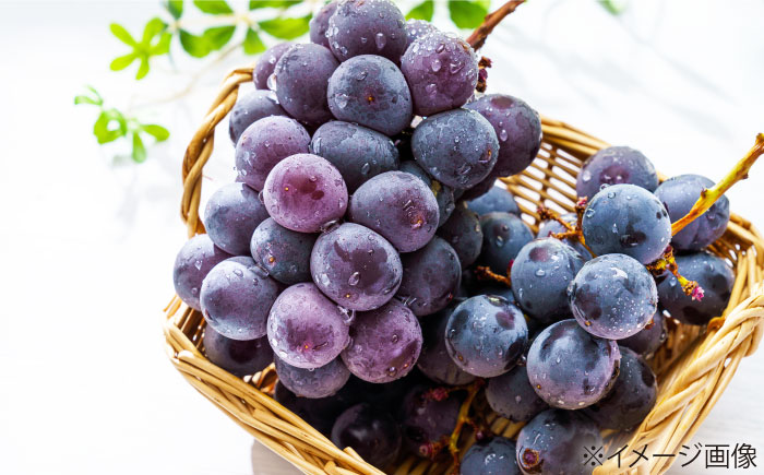 【先行予約】【2026年8月中旬から順次発送】 ニューピオーネ 4から5房 約2kg 愛媛県大洲市/有限会社西山青果　フルーツ 果物 ぶどう ピオーネ [AGAR024]