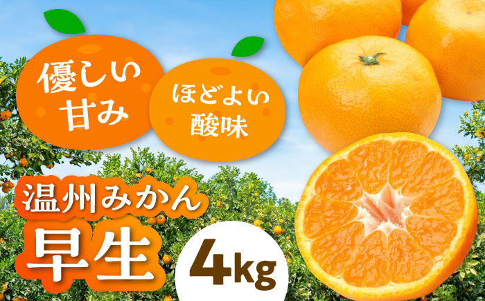 【先行予約】【11月上旬から順次発送】【まごころ手選り手詰め】温州みかん 早生 約4kg 愛媛県大洲市/カームシトラス みかん ミカン 蜜柑 果物 くだもの フルーツ