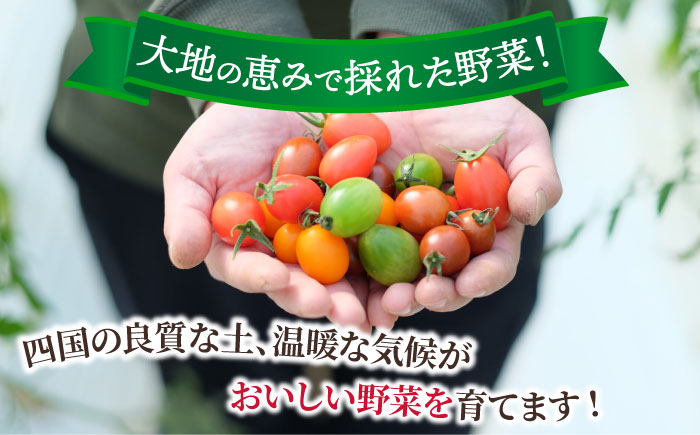 【全6回定期便】生産者の顔が見えるから安心して食べられる！毎回ちがう旬の農産物定期便　愛媛県大洲市/大洲市青年農業者協議会 [AGBL001]サラダ カレー トマト 料理 収穫 ダイエット ヘルシー ブロッコリー きゅうり キャベツ 鍋 健康 とうもろこし 果物 和食 スープ ミニトマト