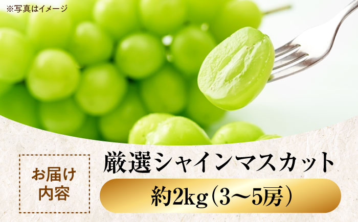 【9月上旬より順次発送】【贈答用】大切な方へ、「ありがとう」を伝えるワンランク上の贈り物！ 厳選 贈答用シャインマスカット約2kg（3〜5房）ぶどう ブドウ 葡萄 果物 フルーツ　愛媛県大洲市/沢井青果有限会社［AGBN044］