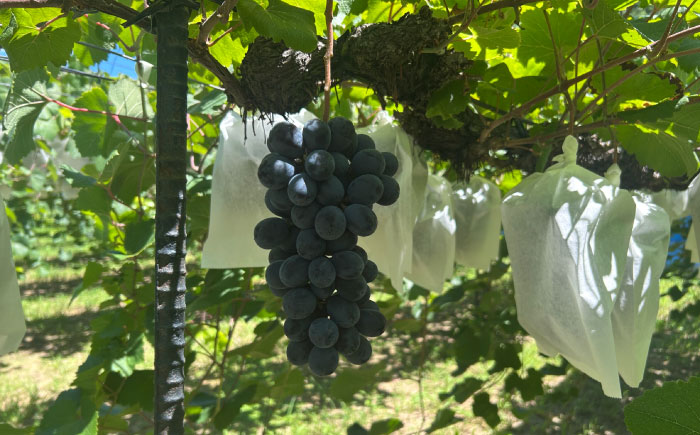 【先行予約】【8月中旬から順次発送】大洲市産　ニューベリーA　4-5房入　2.0kg 愛媛県大洲市/株式会社フジ・アグリフーズ [AGBA024]