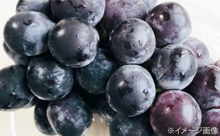 【先行予約】【2026年8月中旬から順次発送】 ニューピオーネ 4から5房 約2kg 愛媛県大洲市/有限会社西山青果　フルーツ 果物 ぶどう ピオーネ [AGAR024]