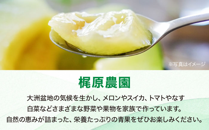【先行予約】【6月上旬から順次発送】 メロン フェリーチェ 2から3玉 愛媛県大洲市/梶原農園　めろん 果物 フルーツ くだもの 青肉 高級 お取り寄せ　 [AGCX002]