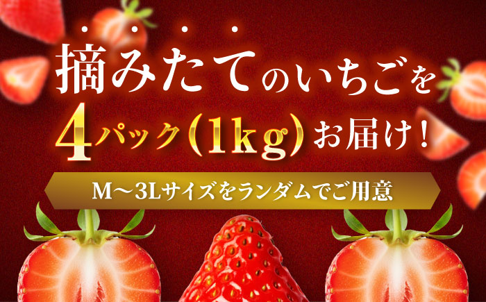 紅ほっぺ（M～3L）×4パック 約1kg　愛媛県大洲市/沢井青果有限会社 [AGBN054]