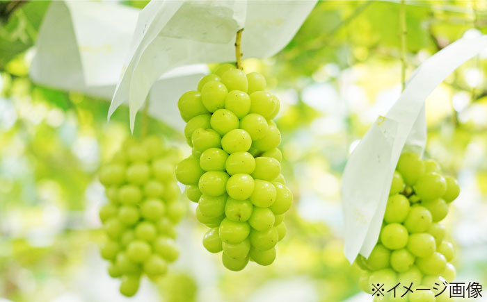 【先行予約】【2026年8月中旬から順次発送】 ぶどう 4から5房 約2kg 詰め合わせ セット 愛媛県大洲市/有限会社西山青果　フルーツ 果物 ぶどう ピオーネ [AGAR023]