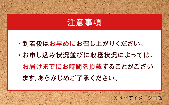紅ほっぺ（M～3L）×4パック 約1kg　愛媛県大洲市/沢井青果有限会社 [AGBN054]