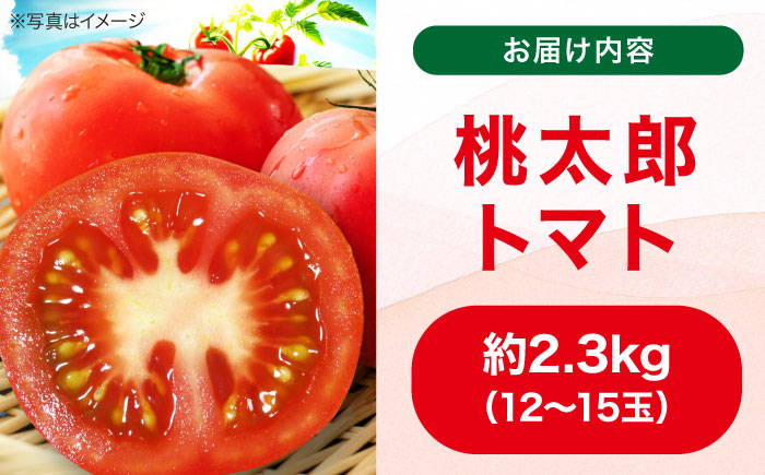 【先行予約】【4月上旬から順次発送】 トマト 桃太郎 12から15玉 約2.3kg 愛媛県大洲市/梶原農園 とまと 大玉トマト 野菜 リコピン 人気 [AGCX003]