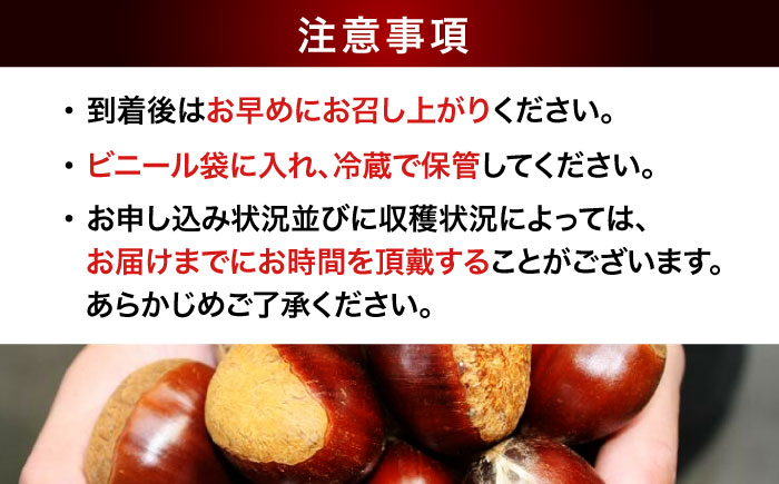 【先行予約】【9月下旬から配送開始】大粒でホクホク！ドデカ生栗 2kg（約50個〜60個）　愛媛県大洲市/有限会社西山青果　フルーツ 果物 野菜 クリ くり [AGAR005]