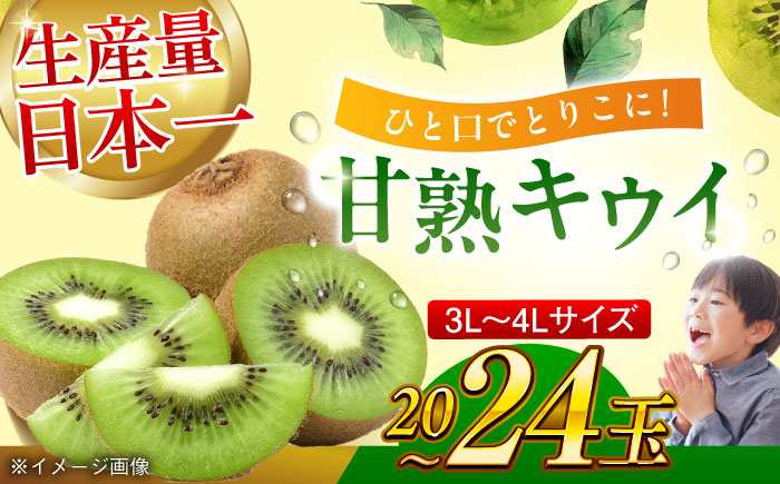 【先行予約】【2025年1月上旬より順次発送】生産量日本一！家族で毎日食べられる！甘熟キウイ　3L〜4Lサイズ（20〜24玉入）　愛媛県大洲市/沢井青果有限会社果物 [AGBN001]キウイ フルーツ かき氷果物 スムージー おやつ ジュース ヨーグルト 手作りスイーツ お菓子作り デザート