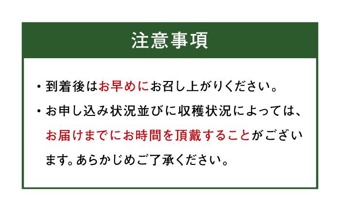 訳アリ キウイフルーツ 約2kg　愛媛県大洲市/沢井青果有限会社 訳アリ 訳あり ご家庭用　 [AGBN051]