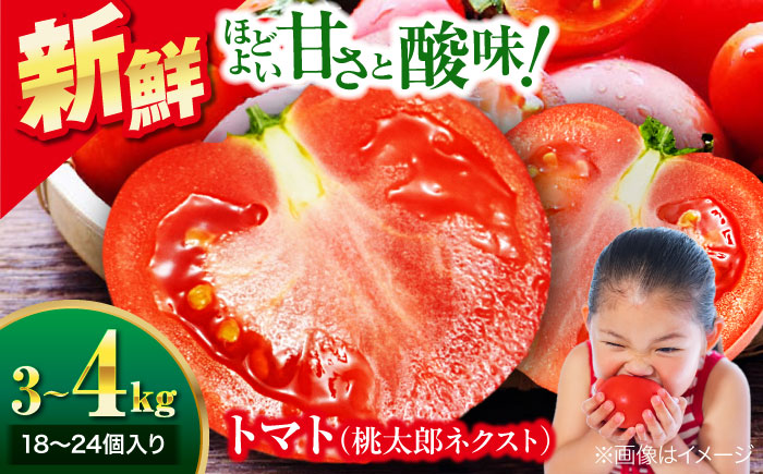 【先行予約】【4月中旬から順次発送】トマト 桃太郎ネクスト 18〜24個入り（約3〜4kg） 愛媛県大洲市/にのみや農園 トマト とまと tomato 野菜 旬野菜 春夏野菜 [AGDG007]
