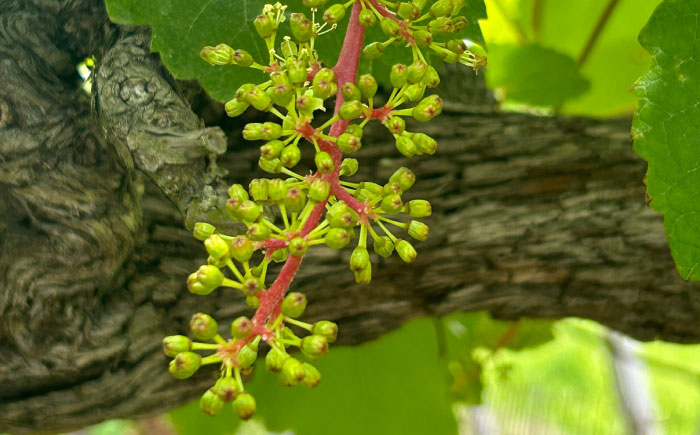 【先行予約】【8月中旬から順次発送】大洲市産　ニューベリーA　4-5房入　2.0kg 愛媛県大洲市/株式会社フジ・アグリフーズ [AGBA024]