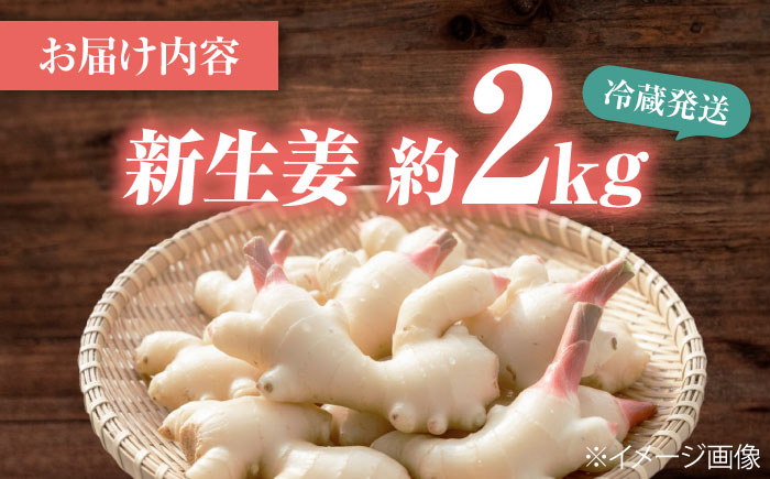 【先行予約】【2026年6月下旬から順次発送】 新生姜 2kg 愛媛県大洲市/株式会社誠実村 [AGER003]