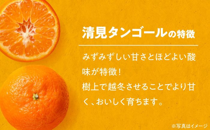 【先行予約】【2025年3月下旬から順次発送】食べ応え抜群！こどもから大人まで楽しめる！清見タンゴール 5kg　愛媛県大洲市/永沼農園 [AGAW005]みかん オレンジ フルーツ ミカン 果物 愛媛みかん みきゃん スムージー デザート おやつ ヨーグルト 調味料 ドレッシング 隠し味 料理 お正月 クリスマス