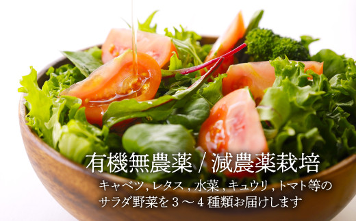 栽培期間中農薬不使用！サラダ野菜とシェフ自慢のミートソース（135g×5袋）セット