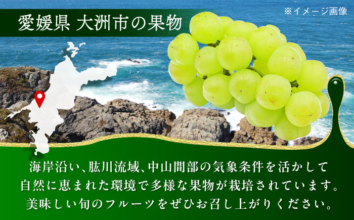 【先行予約】【9月初旬より順次発送】パリッとした食感。ジュワッと溢れる幸せ。瀬戸ジャイアンツ2kg（3〜5房）　愛媛県大洲市/沢井青果有限会社 [AGBN005]シャインマスカット ぶどう 葡萄 フルーツ 果物 スイーツ 甘い デザート 料理 ヨーグルト スムージー