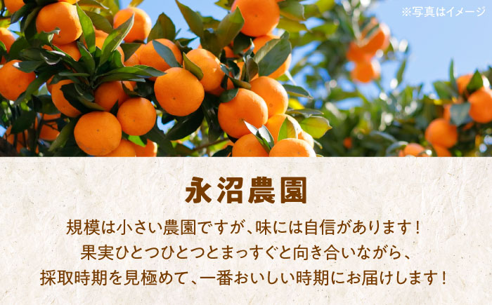 【先行予約】【2025年3月下旬から順次発送】食べ応え抜群！こどもから大人まで楽しめる！清見タンゴール 5kg　愛媛県大洲市/永沼農園 [AGAW005]みかん オレンジ フルーツ ミカン 果物 愛媛みかん みきゃん スムージー デザート おやつ ヨーグルト 調味料 ドレッシング 隠し味 料理 お正月 クリスマス