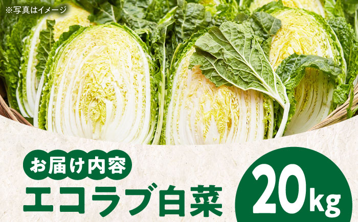 【先行予約】【11月中旬より順次発送】愛情つまった エコラブ白菜 約20kg（約10kg×2箱）　愛媛県大洲市/沢井青果有限会社 [AGBN040]白菜 ミルフィーユ鍋 野菜 スープ 夕飯 漬物 簡単レシピ キムチ 冬野菜 味噌汁  料理 ぎょうざ ラーメン はくさい 白菜漬け おかず