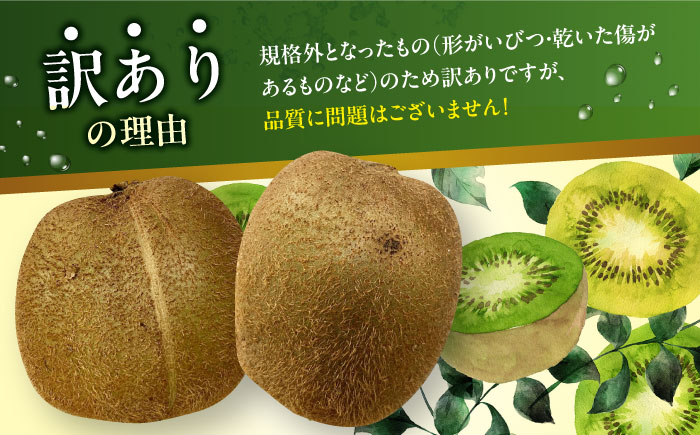 訳アリ キウイフルーツ 約2kg　愛媛県大洲市/沢井青果有限会社 訳アリ 訳あり ご家庭用　 [AGBN051]