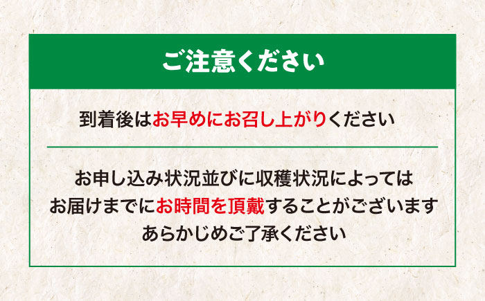 【先行予約】【2025年6月上旬から順次発送】甘さ極まる希少品種のメロン！黄美香（2から3玉） 愛媛県大洲市/梶原農園 [AGCX001]