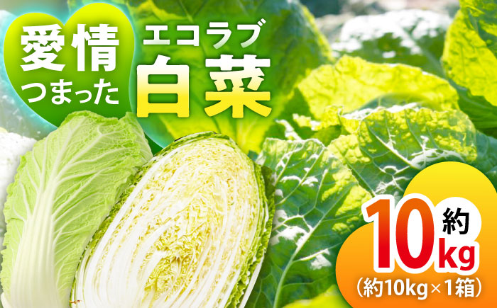 エコラブ白菜 約10kg（1箱）　愛媛県大洲市/沢井青果有限会社　白菜 野菜 生野菜 鍋もの野菜 サラダ野菜 [AGBN049]