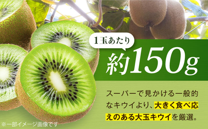【先行予約】【11月上旬から順次発送】キウイフルーツ ヘイワード 大玉(3L〜4L玉) 約150g×16個 フルーツキャップ付き 愛媛県大洲市/西村農園 キウイ 果物 くだもの フルーツ 生産量日本一 [AGDC003]
