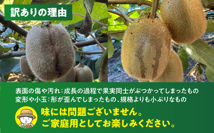 【訳あり】栄養たっぷり！愛媛のグリーンキウイ 2kg （約15玉から20玉） グリーンキウイ キウイ キウイフルーツ フルーツ ヘイワード 果物 くだもの 愛媛県大洲市/玉川農園 [AGBC011]