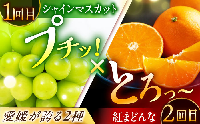 【全2回定期便】【数量限定】シャインマスカット＆紅まどんな 愛媛が誇るフルーツ2種の贅沢定期便 マスカット ぶどう まどんな みかん 果物 愛媛県大洲市/愛媛たいき農業協同組合[AGAO015]