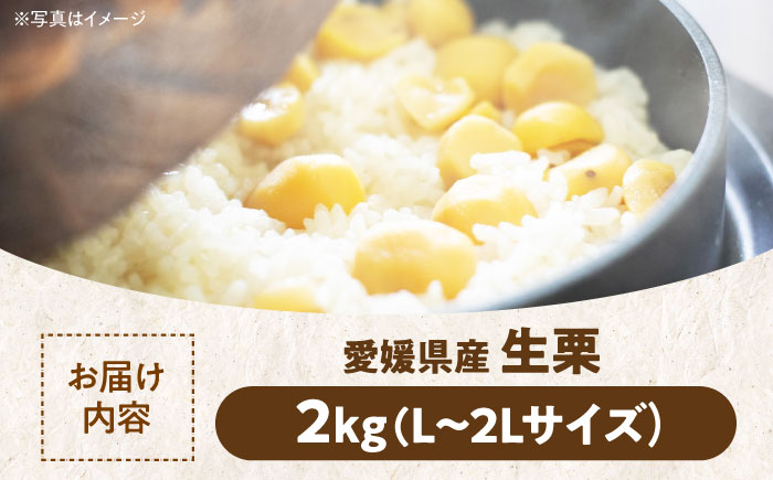 【9月下旬より順次発送】秋深まる味覚の宝！生栗2kg（L〜2Lサイズ）　愛媛県大洲市/沢井青果有限会社 [AGBN043]お菓子 おやつ お土産 手作り 焼き菓子 和菓子 駄菓子 手作りおやつ スナック お茶菓子 お茶請け 和風スイーツ デザート ティータイム 和食 