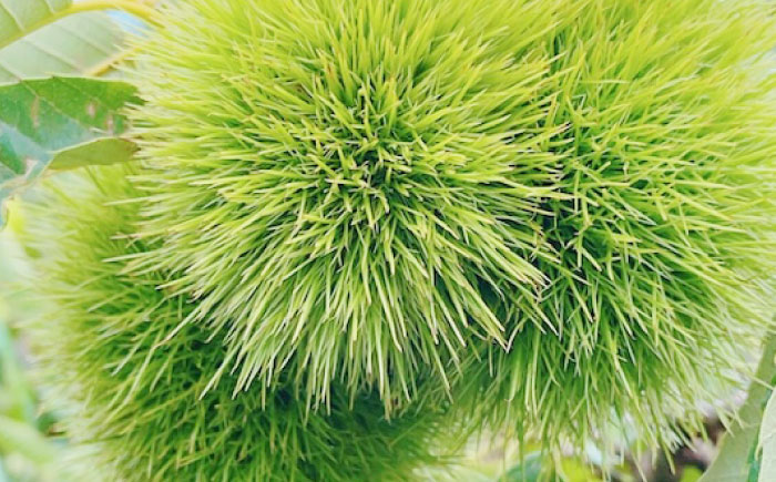 【先行予約】【9月下旬から順次発送】栗1kg（L〜4Lサイズ） 愛媛県大洲市/株式会社フジ・アグリフーズ [AGBA020]栗 テリーヌ 甘露煮 栗ごはん 栗の渋皮煮 秋の味覚 くり 和菓子 栗ご飯 栗きんとん スイーツ クリ モンブラン マロン