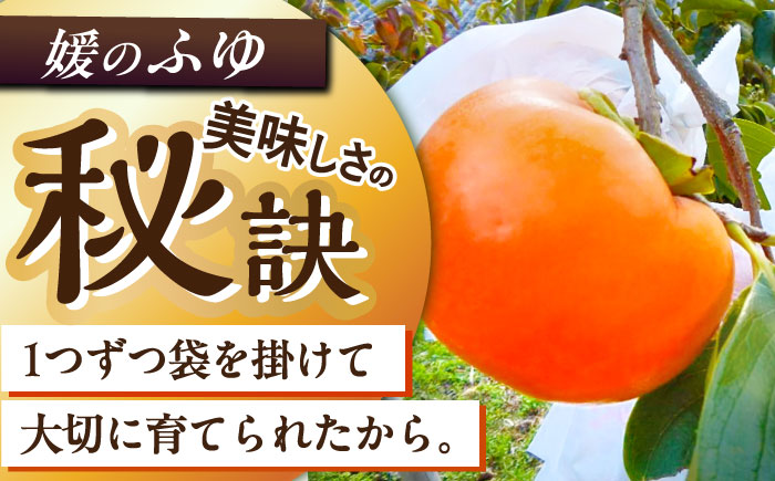 【先行予約】【12月上旬から順次発送】【期間・数量限定】こだわりの逸品！コクのある甘味！愛媛県産 有袋富有柿「媛（ひめ）のふゆ」　2Lサイズ 約3kg箱入（12玉入り）かき カキ 柿 果物 フルーツ 愛媛県大洲市/愛媛たいき農業協同組合[AGAO003]