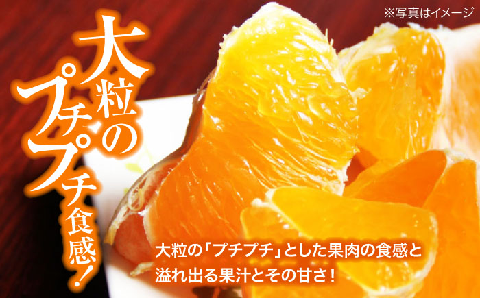 愛媛オリジナル柑橘！大玉「秀品 甘平」 3L~5L 約2.5kg 7から10個　愛媛県大洲市/株式会社フジ・アグリフーズ [AGBA006]みかん オレンジ フルーツ ミカン 果物 かき氷 みかんジュース 愛媛みかん こたつ みきゃん スムージー デザート おやつ ヨーグルト