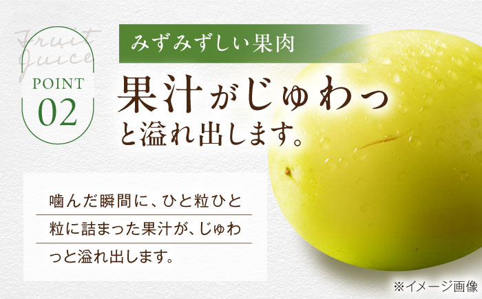 【先行予約】【2026年9月中旬より順次発送】 訳あり シャインマスカット 約2kg（3～5房）シャインマスカット ブドウ 葡萄 果物 フルーツ 愛媛県大洲市/沢井青果有限会社 訳アリ ワケあり わけあり 不揃い [AGBN056]