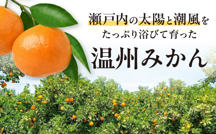 ãå
è¡äºçŽãã2026幎1æäžæ¬ããé æ¬¡çºéãããŸãããæéžãæè©°ããæž©å·ã¿ãã åæ20å· çŽ4kg æåªç倧掲åž/ã«ãŒã ã·ãã©ã¹ ã¿ãã ãã«ã³ èæ æç© ãã ãã® ãã«ãŒã