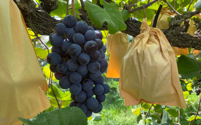 【先行予約】【8月中旬から順次発送】大洲市産　ニューベリーA　4-5房入　2.0kg 愛媛県大洲市/株式会社フジ・アグリフーズ [AGBA024]