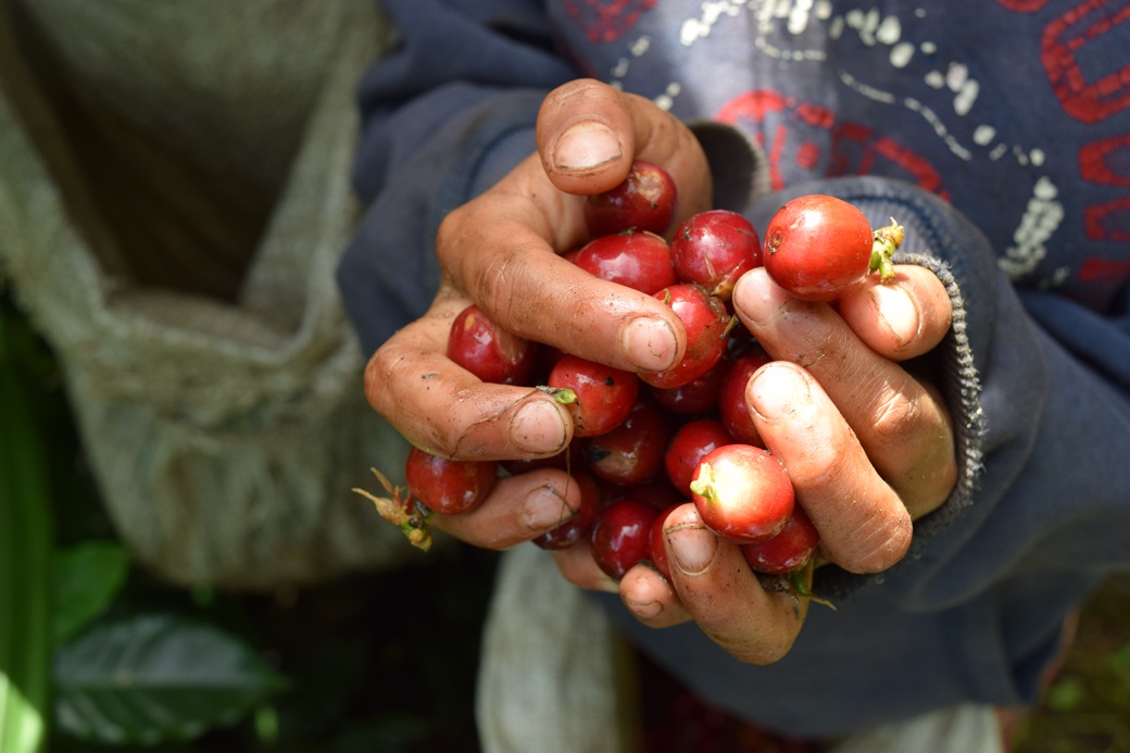 ã³ãŒããŒ ç² 200g çç² é£²æ ãã³ãžã¥ã©ã¹ç£ æµ
ç
ã çç
ç¡èŸ²è¬ ãã£ãªãã·ãªããã®ã³ãŒã㌠ã«ãã©ããã£ã³ãŒããŒçç
æ éŠã ã³ã¯ ãã¬ãŒã³ã ã®ãã æåª äŒäºåžïœB431-a