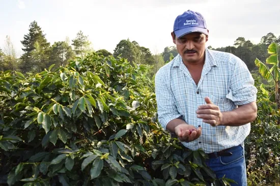 コーヒー 粉 200g 珈琲 飲料 ホンジュラス産 中深煎り 焙煎 無農薬 アンヘルさんのコーヒー カトラッチャコーヒー焙煎所 香り コク プレゼント ギフト 愛媛 伊予市｜B432-a