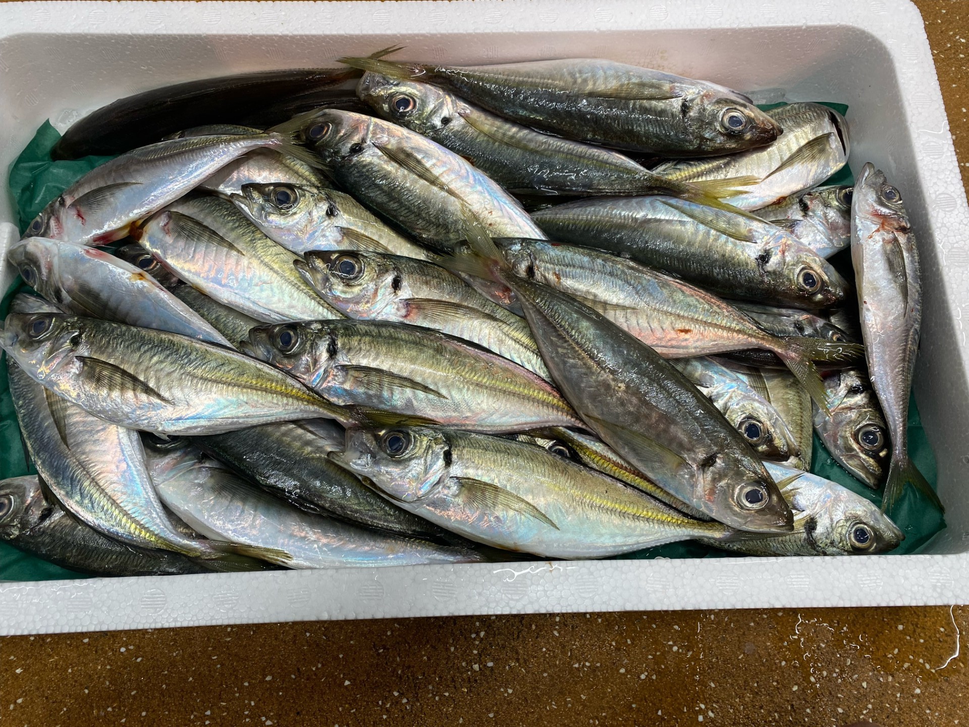 アジフライ 国産 個包装 8枚入り 魚屋さんが作った 自家製 鯵 開き おかず あじフライ お手軽 惣菜 吉井鮮魚 愛媛 伊予市｜A63